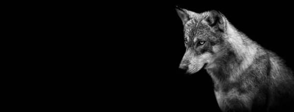 Template of a grey wolf with a black background