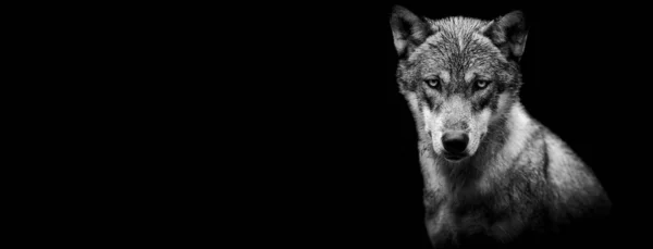 Template Grey Wolf Black Background — Stock Photo, Image