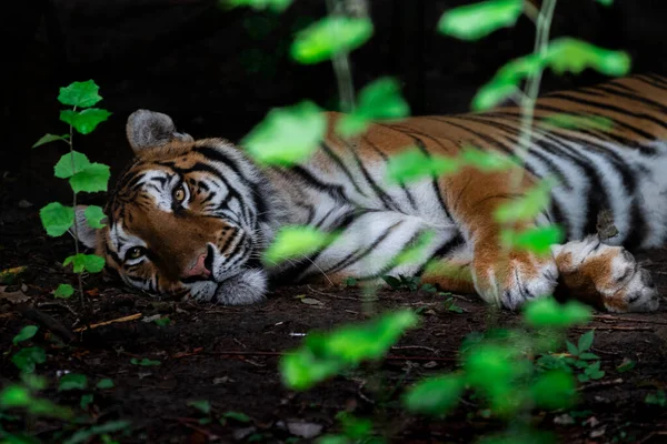 Tiger Dschungel — Stockfoto