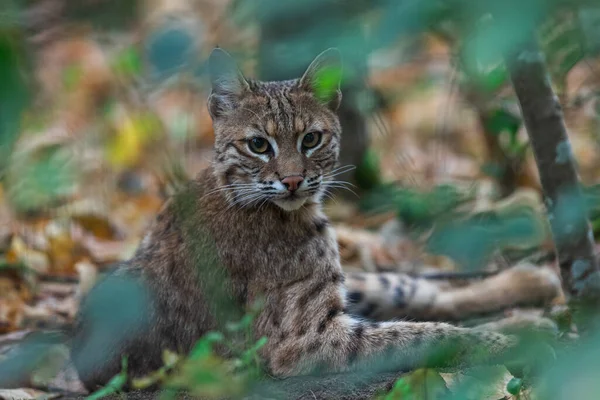 Bobcat Erdőben — Stock Fotó