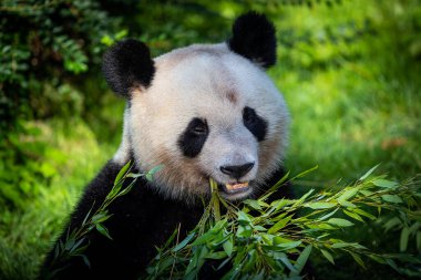Panda ormanda bambu yer.