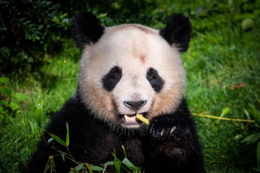 Panda ormanda bambu yer.
