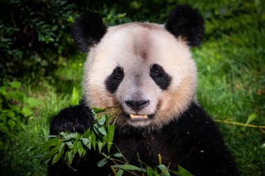 Panda ormanda bambu yer.