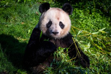 Panda ormanda bambu yer.