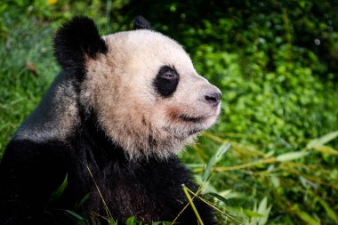 Panda ormanda bambu yer.