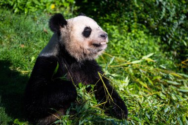 Panda ormanda bambu yer.