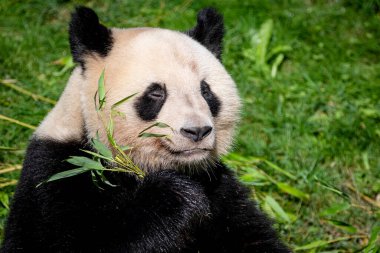 Panda ormanda bambu yer.