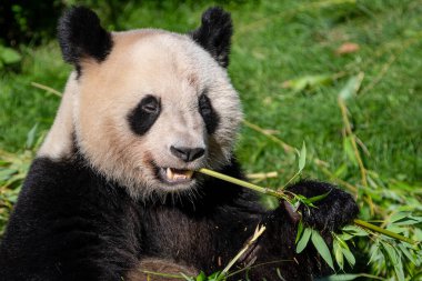Panda ormanda bambu yer.