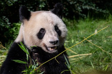 Panda ormanda bambu yer.