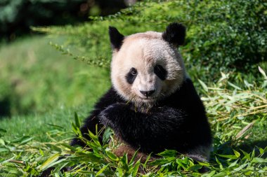 Panda ormanda bambu yer.