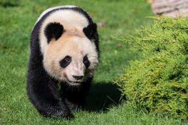 Panda ormanda yürüyor.