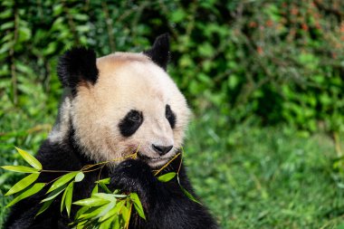 Panda ormanda bambu yer.