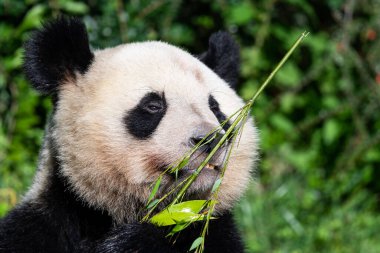 Panda ormanda bambu yer.