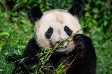 Panda ormanda bambu yer.