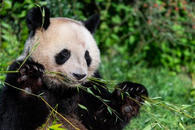 Panda ormanda bambu yer.