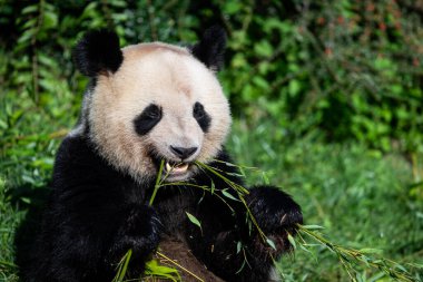 Panda ormanda bambu yer.