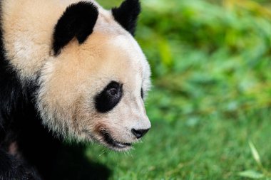 Panda ormanda yürüyor.