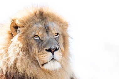 Ormandaki Aslan Portresi