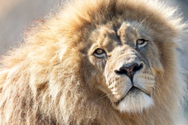 Ormandaki Aslan Portresi