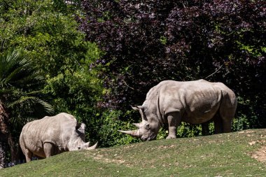 Beyaz gergedan çayırda