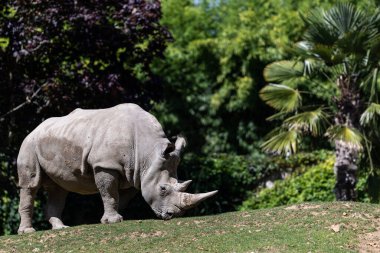 Beyaz gergedan çayırda