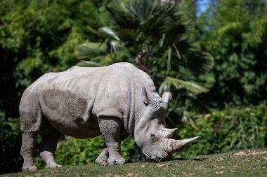 Beyaz gergedan çayırda