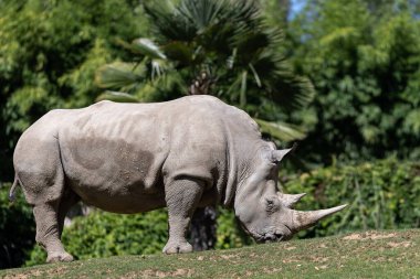 Beyaz gergedan çayırda