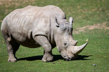 Beyaz gergedan çayırda