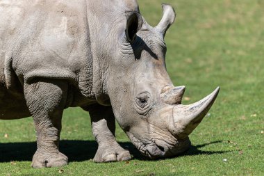 Beyaz gergedan çayırda