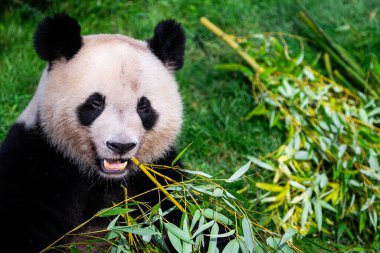 Panda ormanda bambu yer.