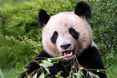 Panda ormanda bambu yer.