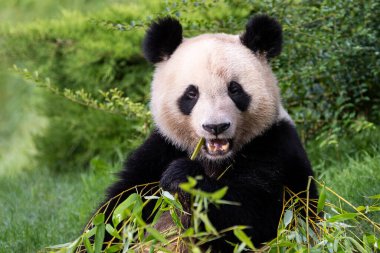 Panda ormanda bambu yer.