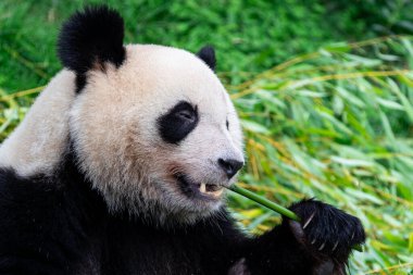 Panda ormanda bambu yer.