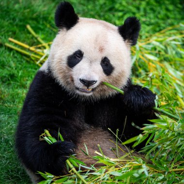 Panda ormanda bambu yer.