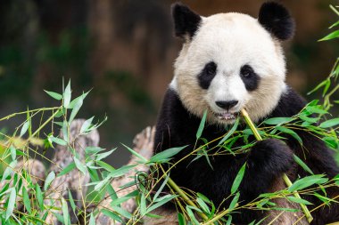 Panda ormanda bambu yer.