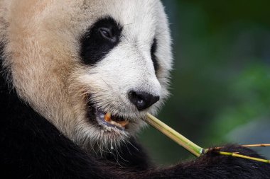 Panda ormanda bambu yer.