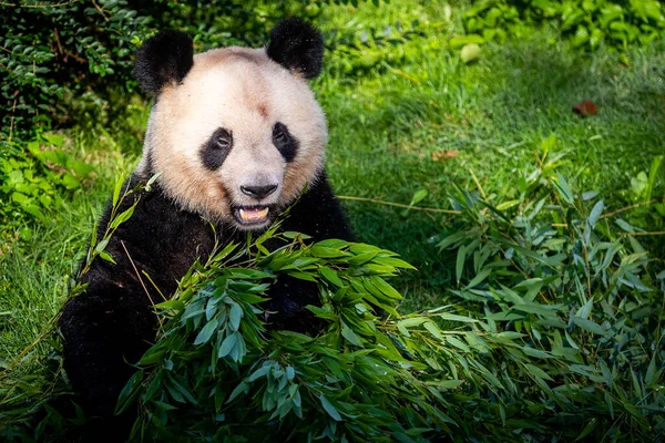 Panda ormanda bambu yer.