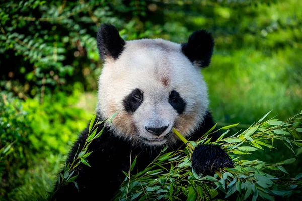 Panda Come Bambu Floresta — Fotografia de Stock