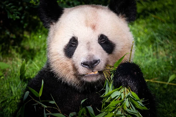 Panda ormanda bambu yer.