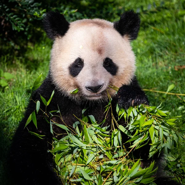 Panda ormanda bambu yer.