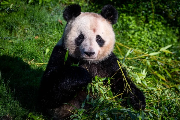 Panda Frisst Bambus Wald — Stockfoto