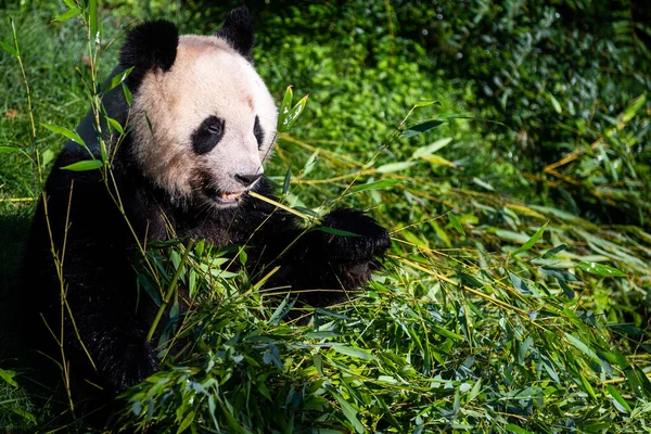 Panda ormanda bambu yer.