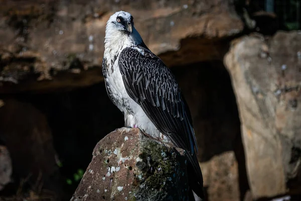 Avvoltoio Barbuto Osserva Montagna — Foto Stock