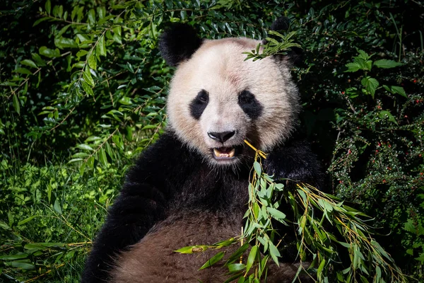 Panda ormanda bambu yer.