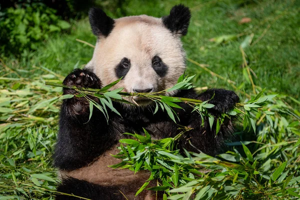 Panda Come Bambu Floresta — Fotografia de Stock