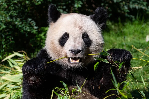 Panda ormanda bambu yer.