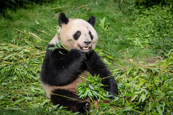 Panda ormanda bambu yer.