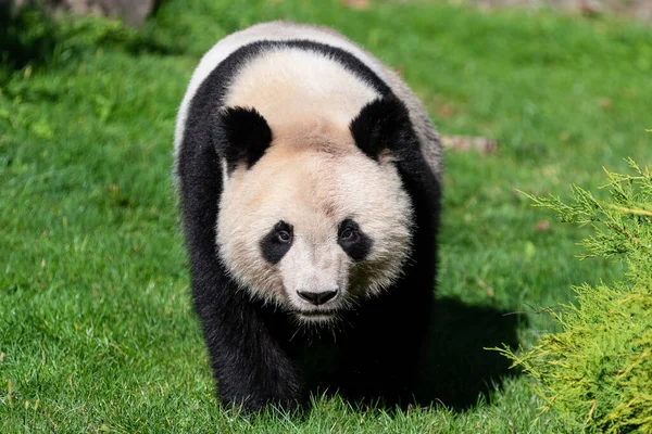 Panda Spaziert Wald — Stockfoto