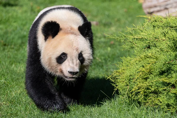 Panda Spaziert Wald — Stockfoto