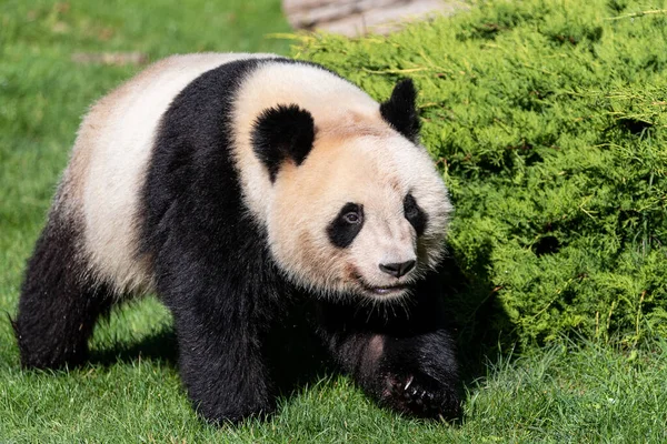 Panda Spaziert Wald — Stockfoto